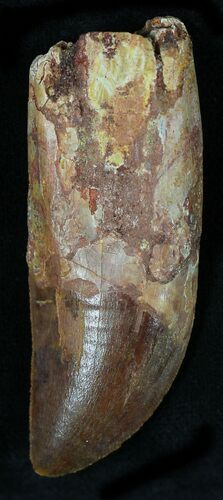 Rooted Carcharodontosaurus Tooth #22020